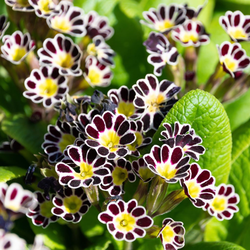 Primula eliator Mister Silver Laced - Primula maggiore