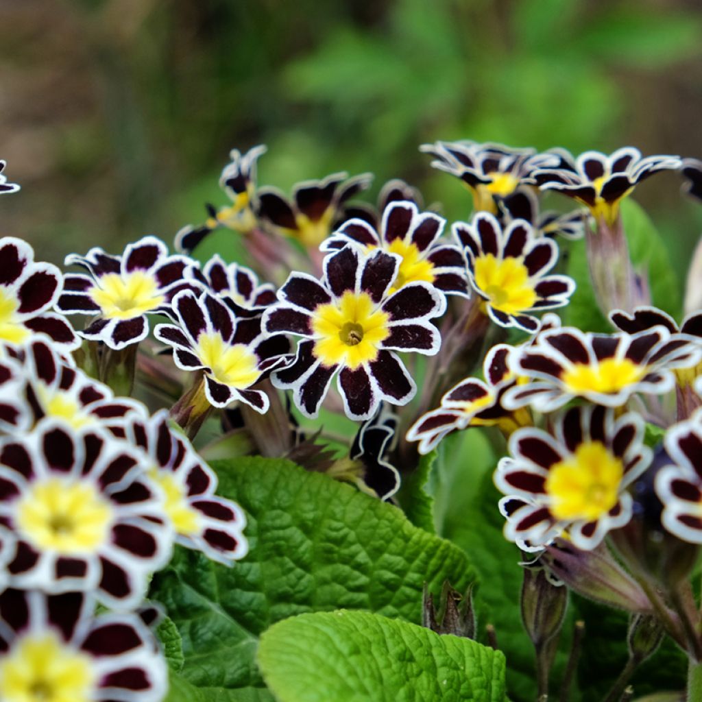 Primula eliator Mister Silver Laced - Primula maggiore