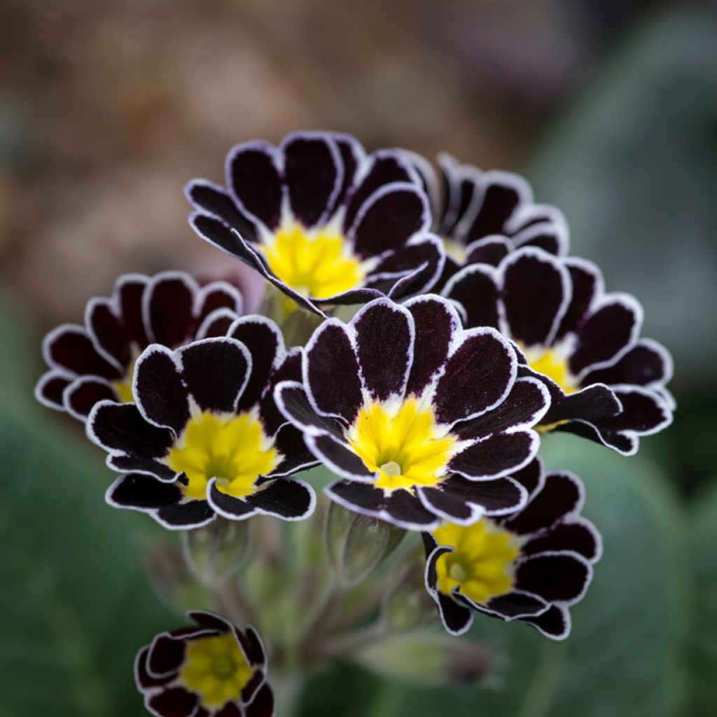 Primula eliator Mister Silver Laced - Primula maggiore