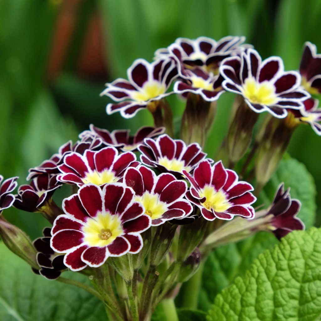 Primula eliator Victoriana Silver Lace Black - Primula maggiore