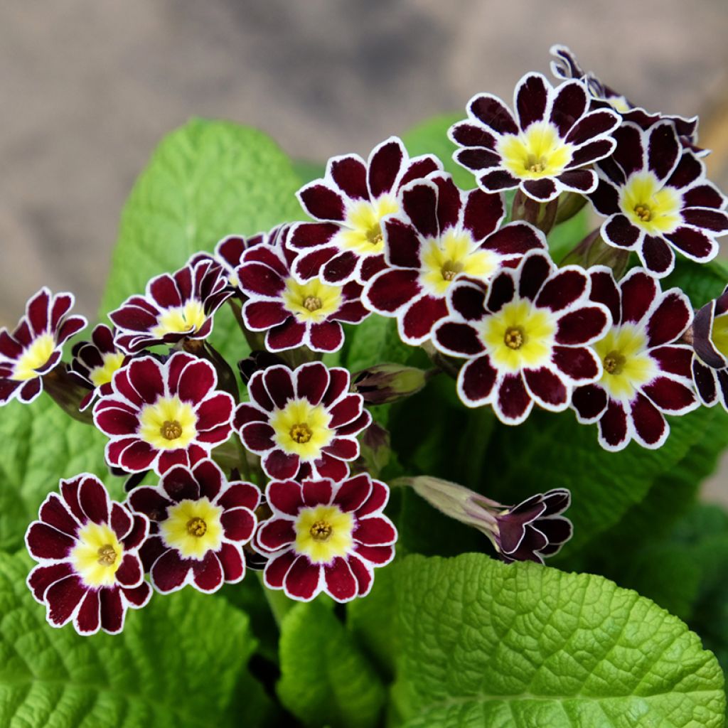 Primula eliator Victoriana Silver Lace Black - Primula maggiore