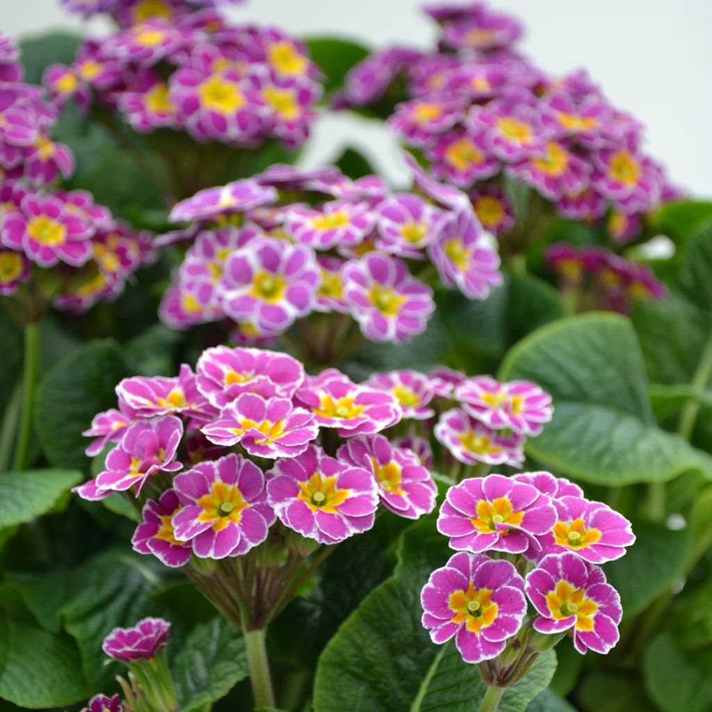 Primevère - Primula elatior Violet Laced