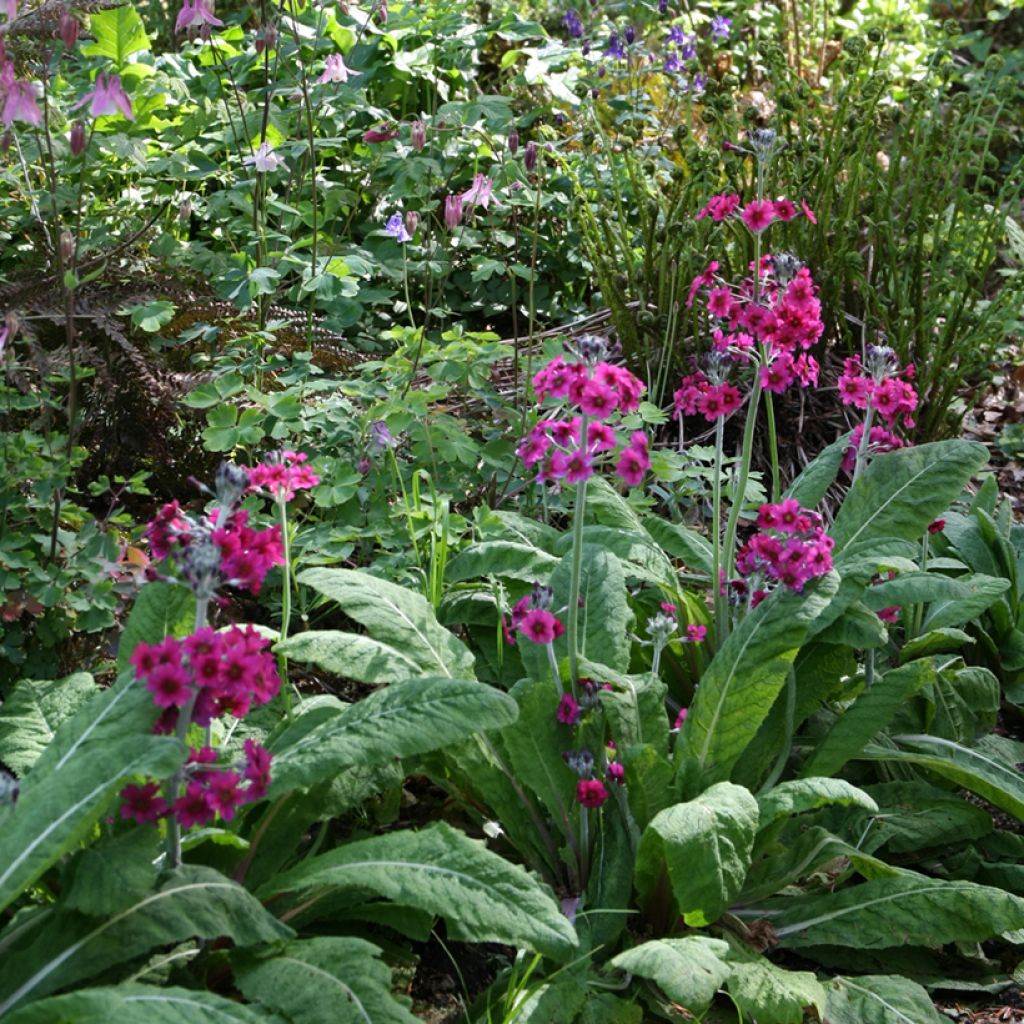 Primula japonica - Primula giapponese