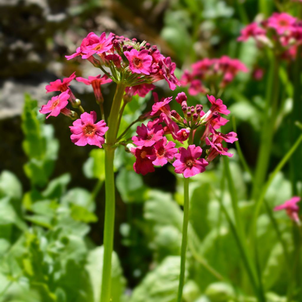 Primula japonica - Primula giapponese