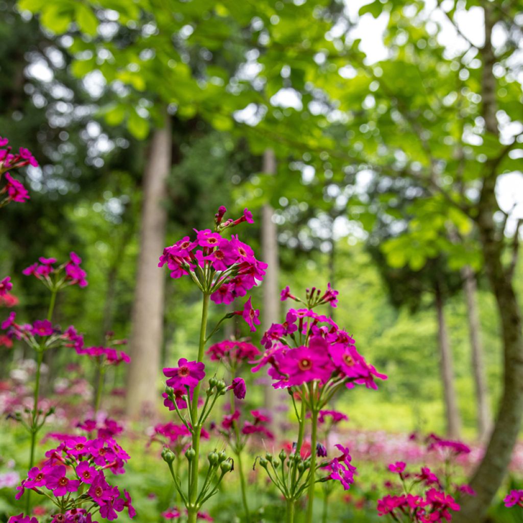 Primula japonica - Primula giapponese