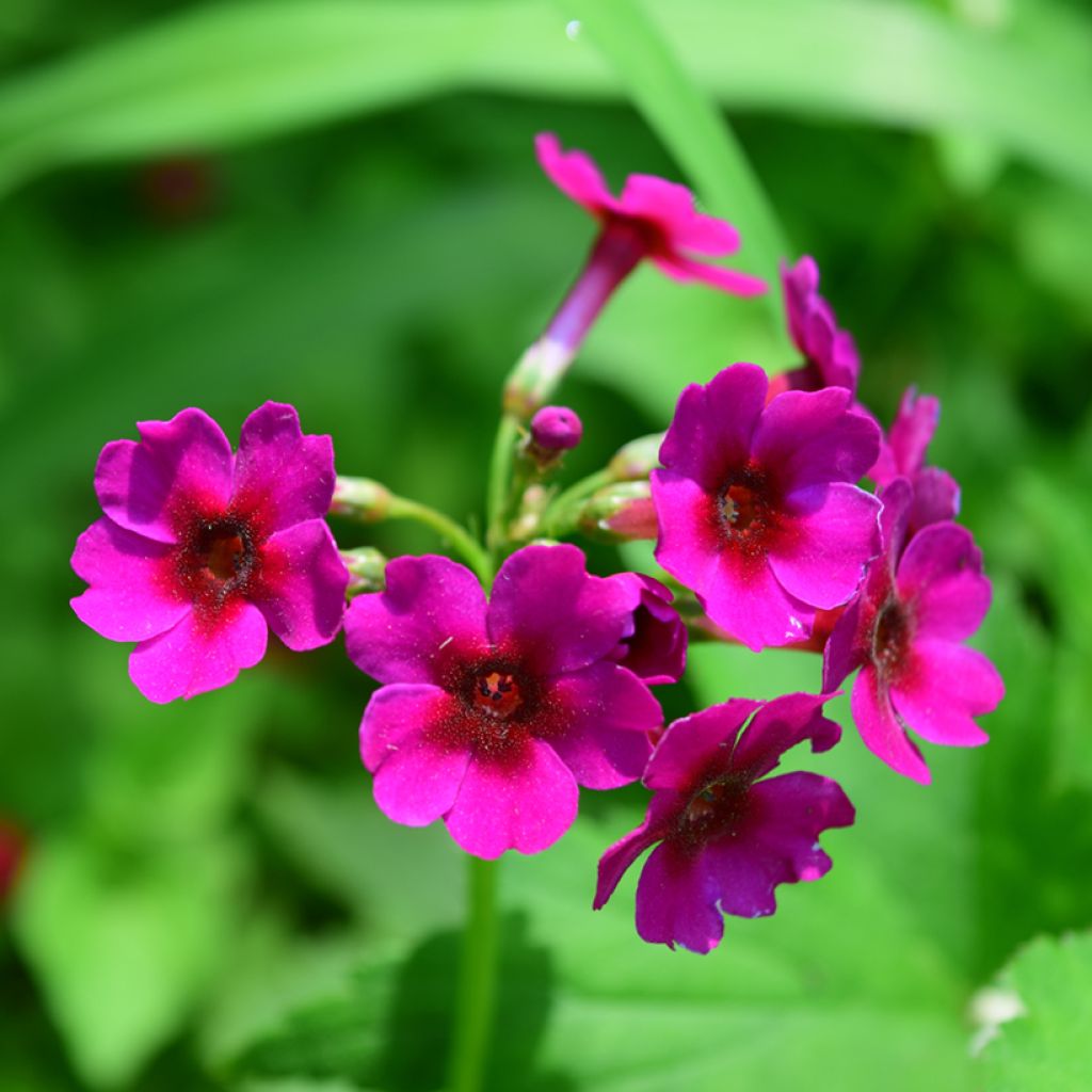 Primula japonica - Primula giapponese