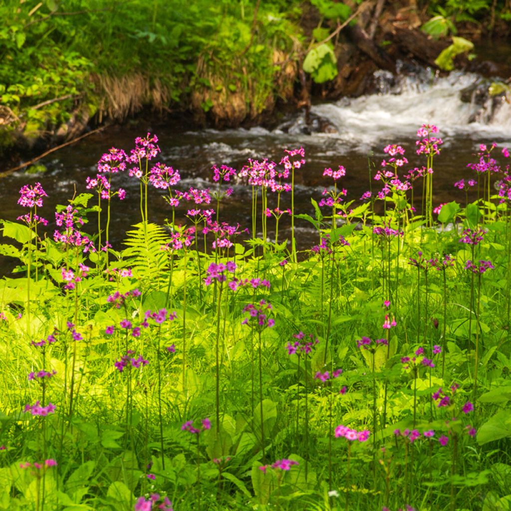 Primula japonica - Primula giapponese