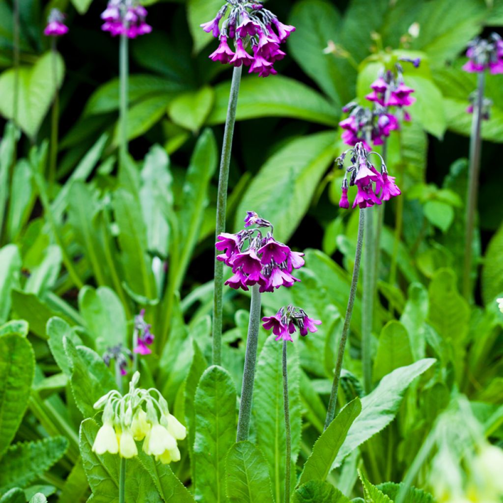 Primula secundiflora