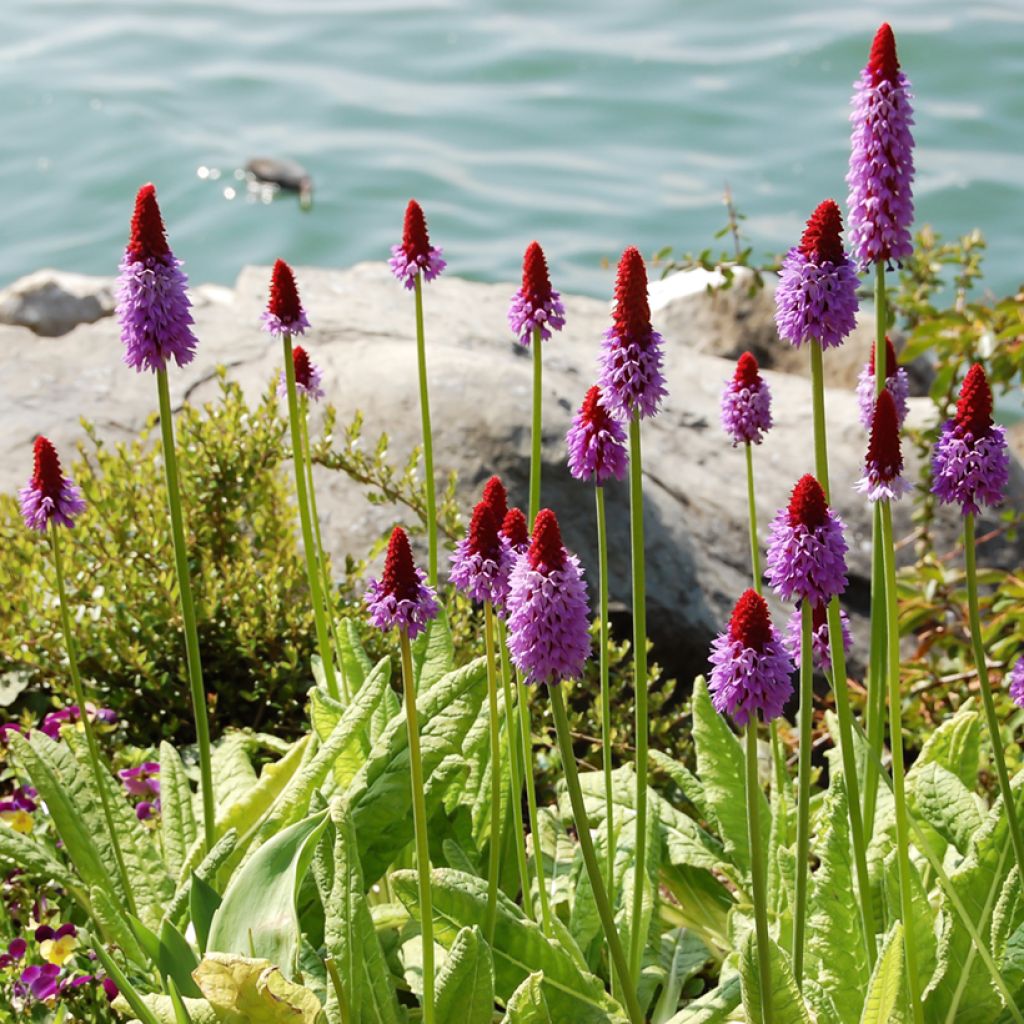 Primula vialii