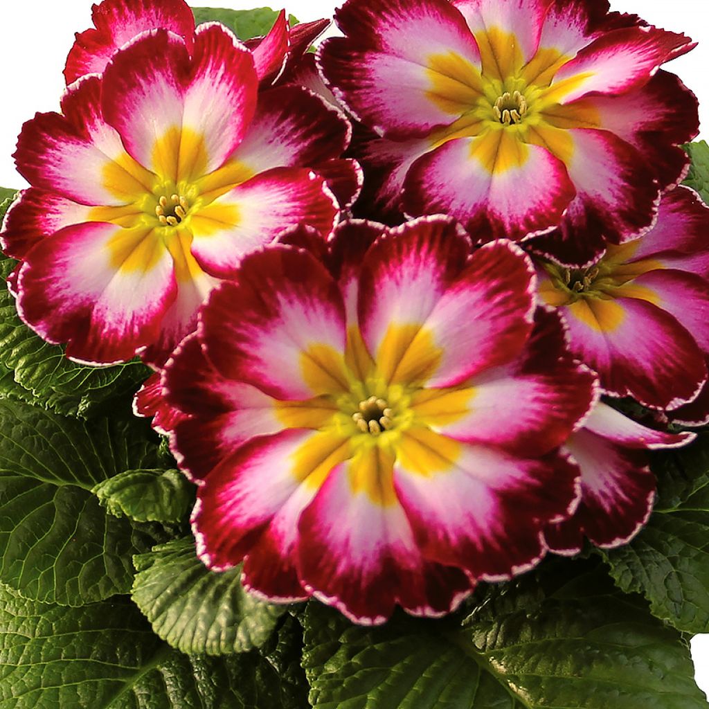 Primula Rambo F1 Purple Flame