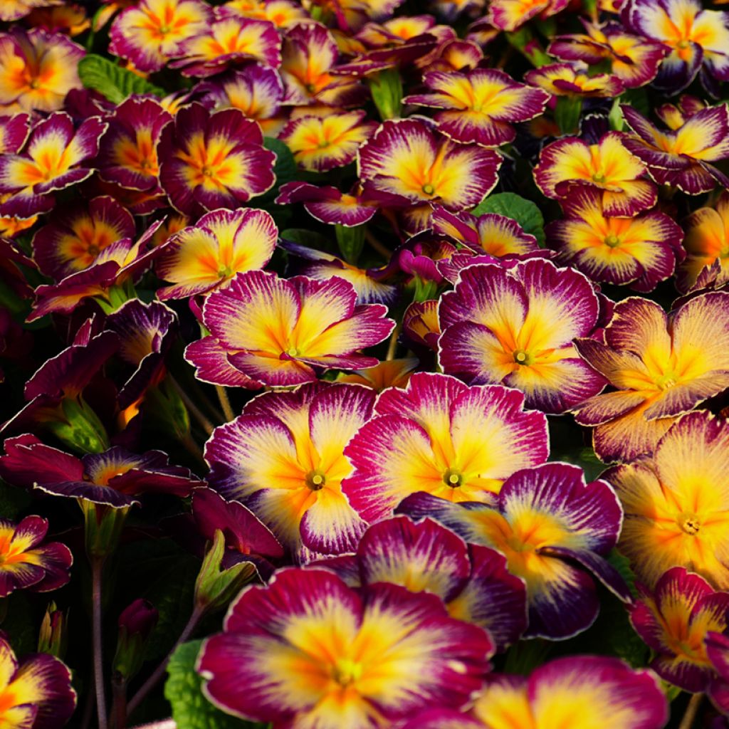 Primula Rambo F1 Purple Flame