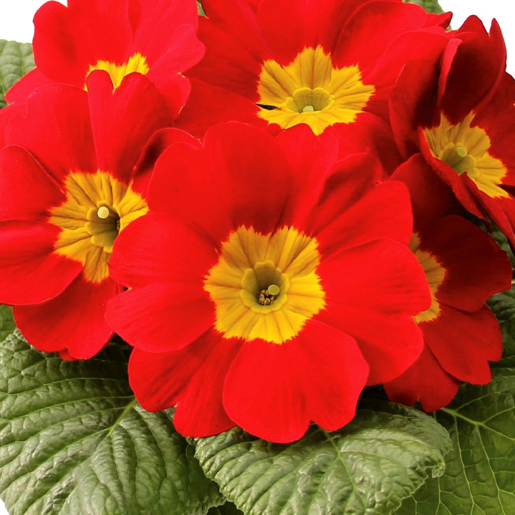 Primula Rambo F1 Scarlet