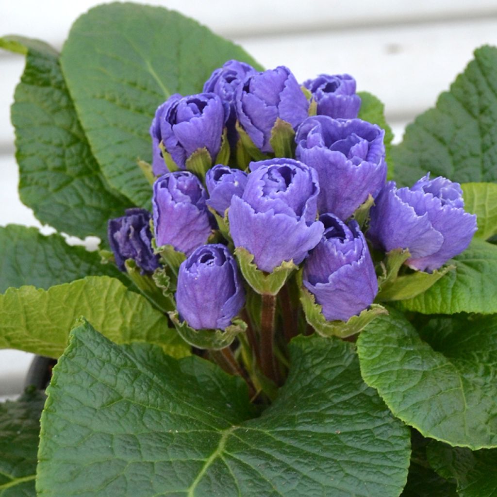 Primula Rosebud F1 Crocus blue