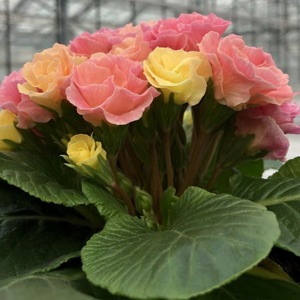 Primula Rosebud F1 Tutti frutti