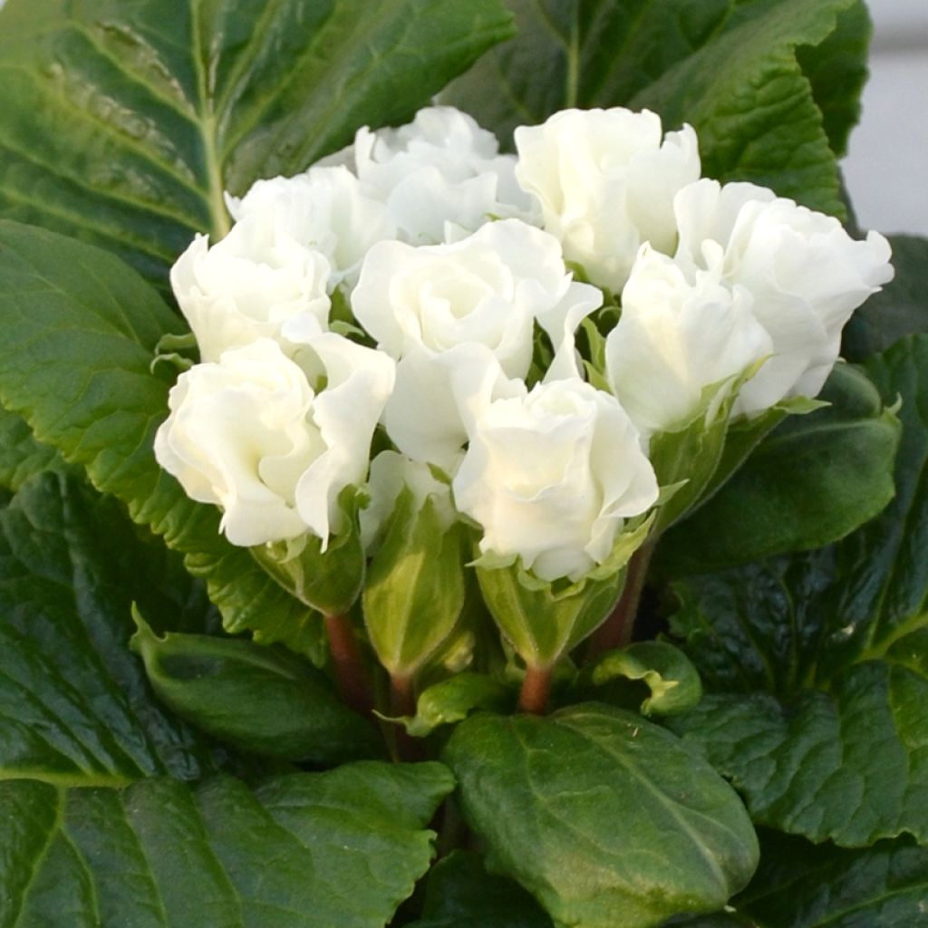 Primula Rosebud F1 White