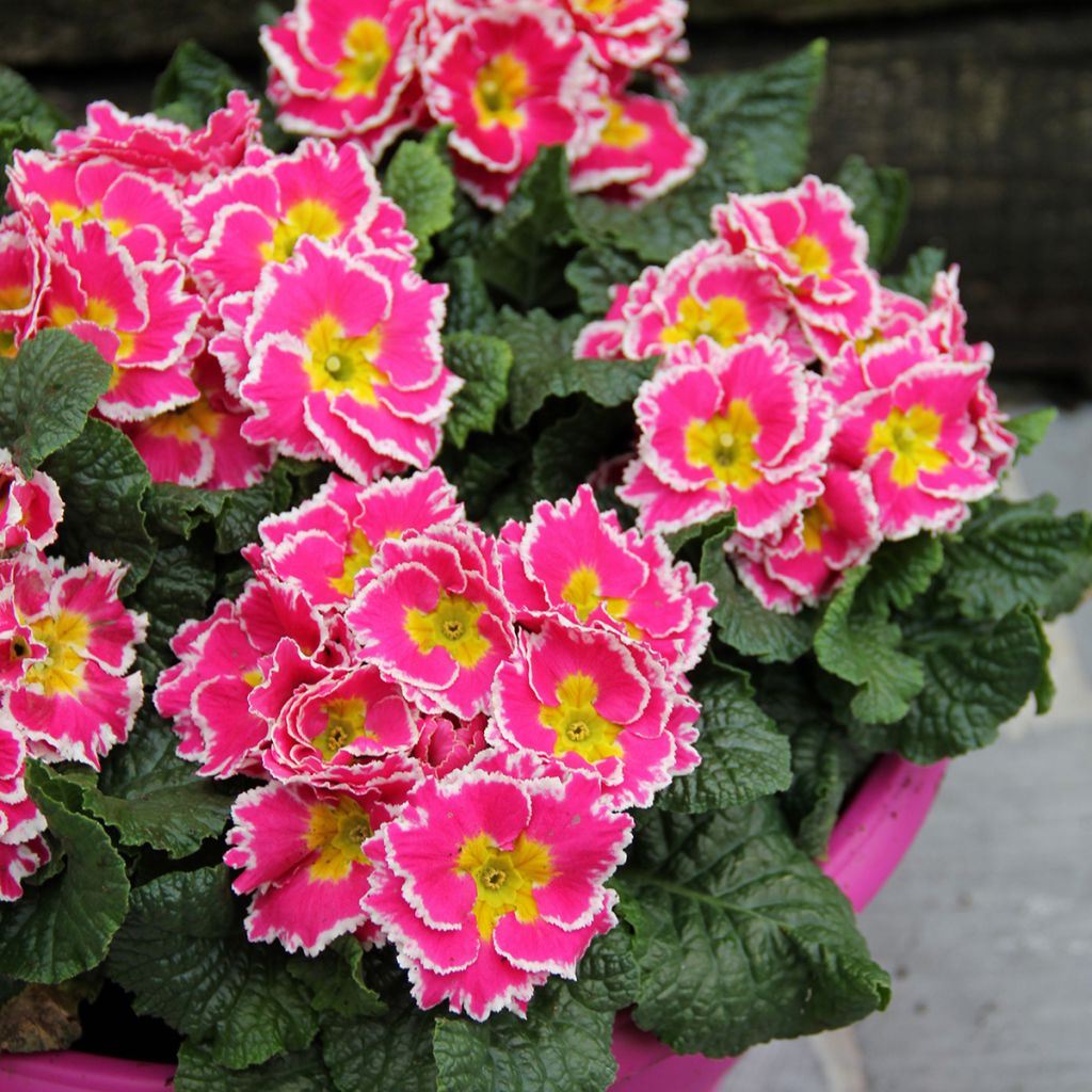 Primula Sweetie