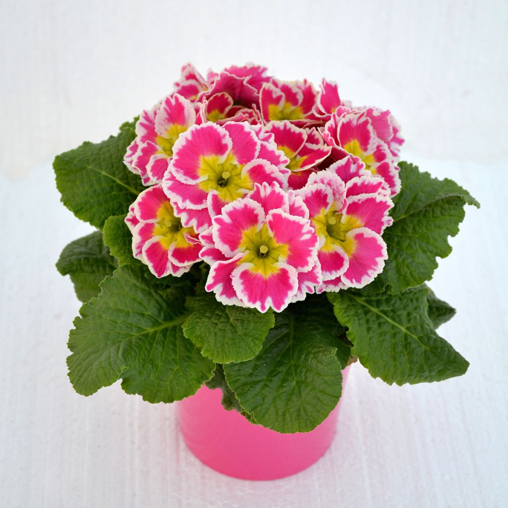 Primula Sweetie