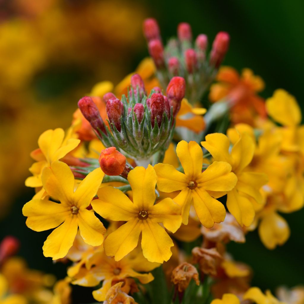 Primula bulleyana