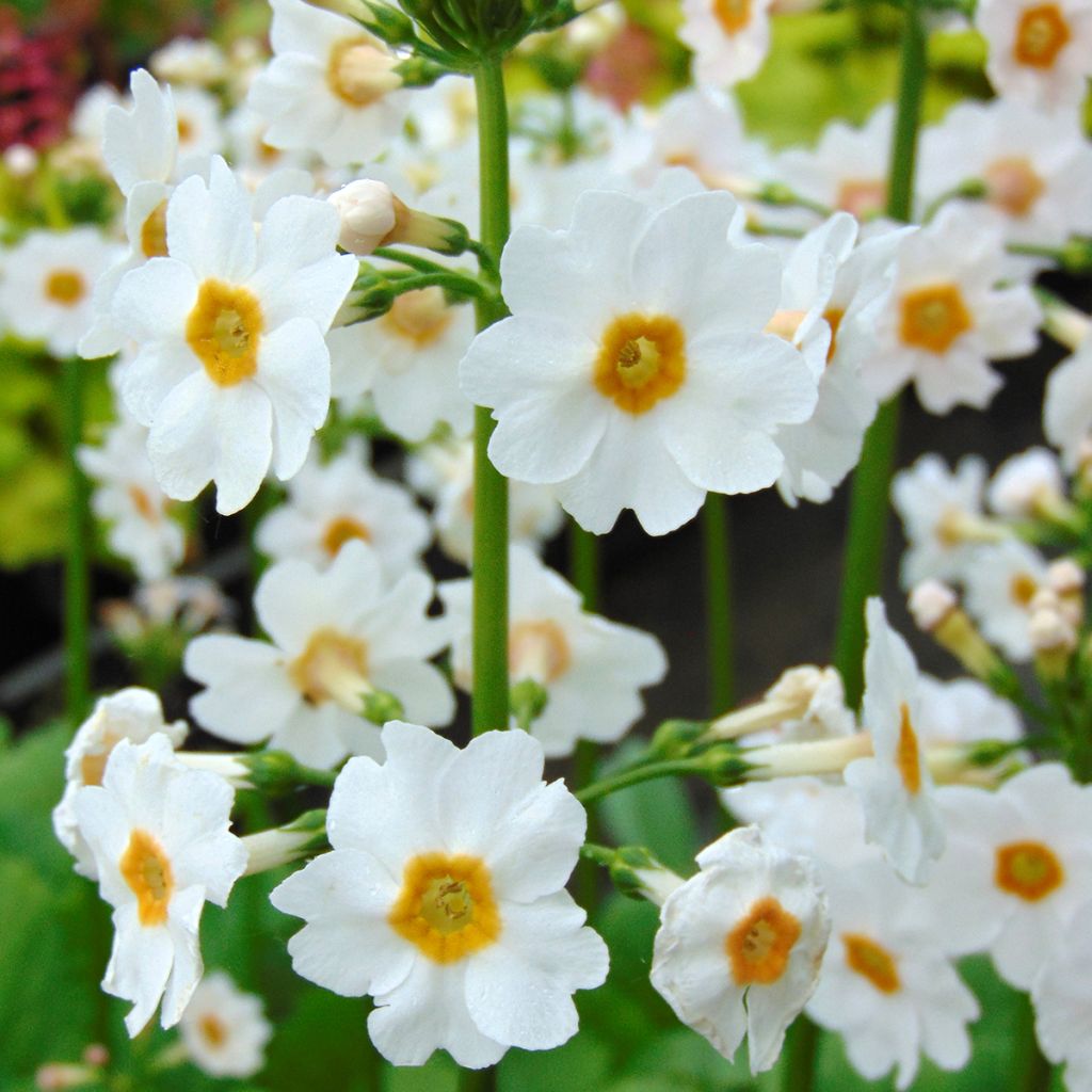 Primula japonica Alba - Primula giapponese