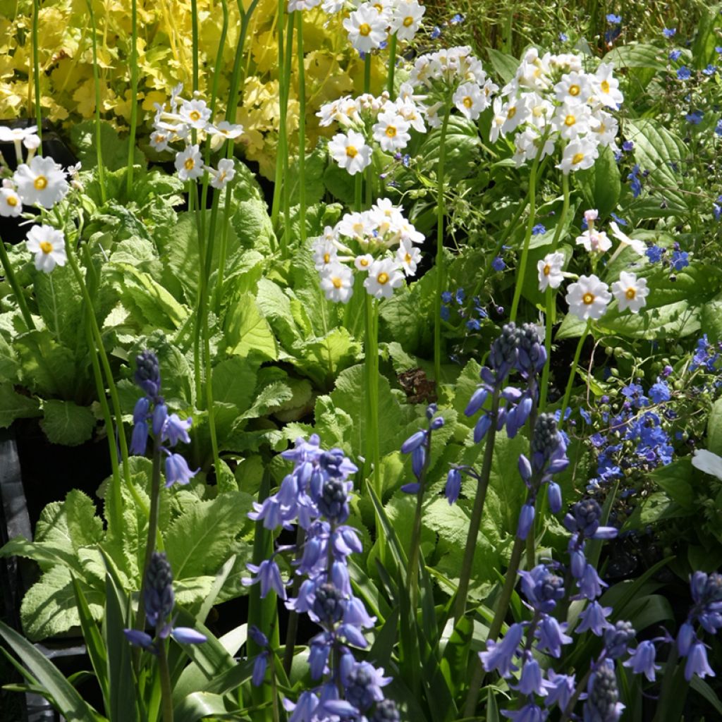 Primula japonica Alba - Primula giapponese