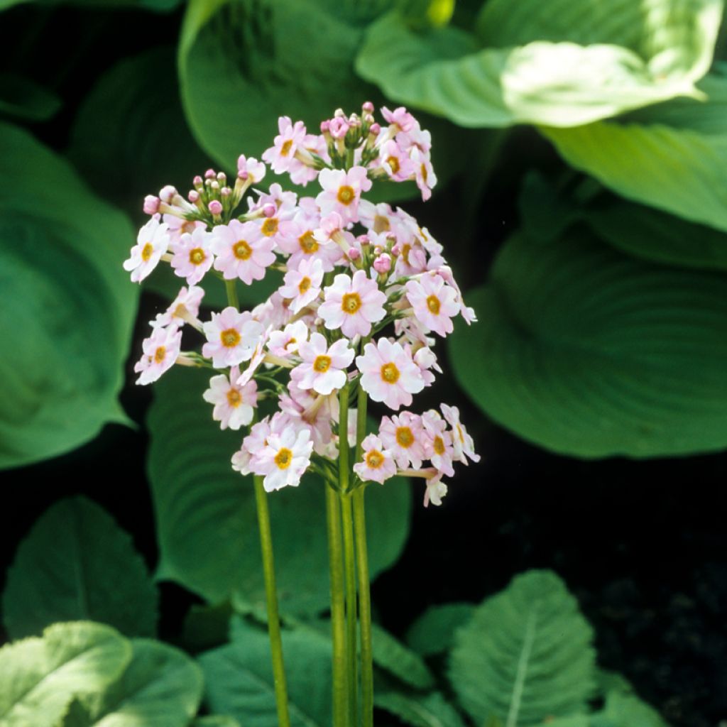 Primula japonica Alba - Primula giapponese