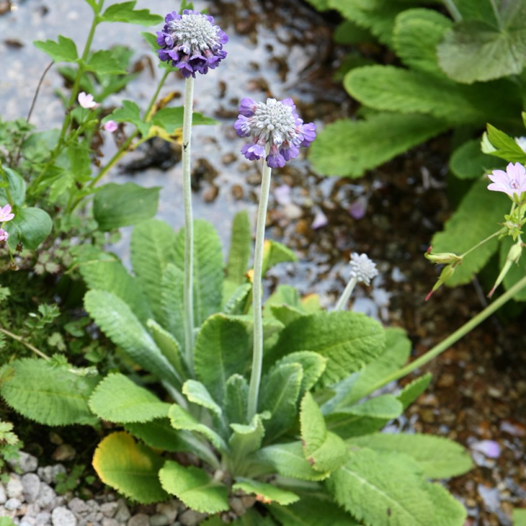 Primula capitata subsp. mooreana