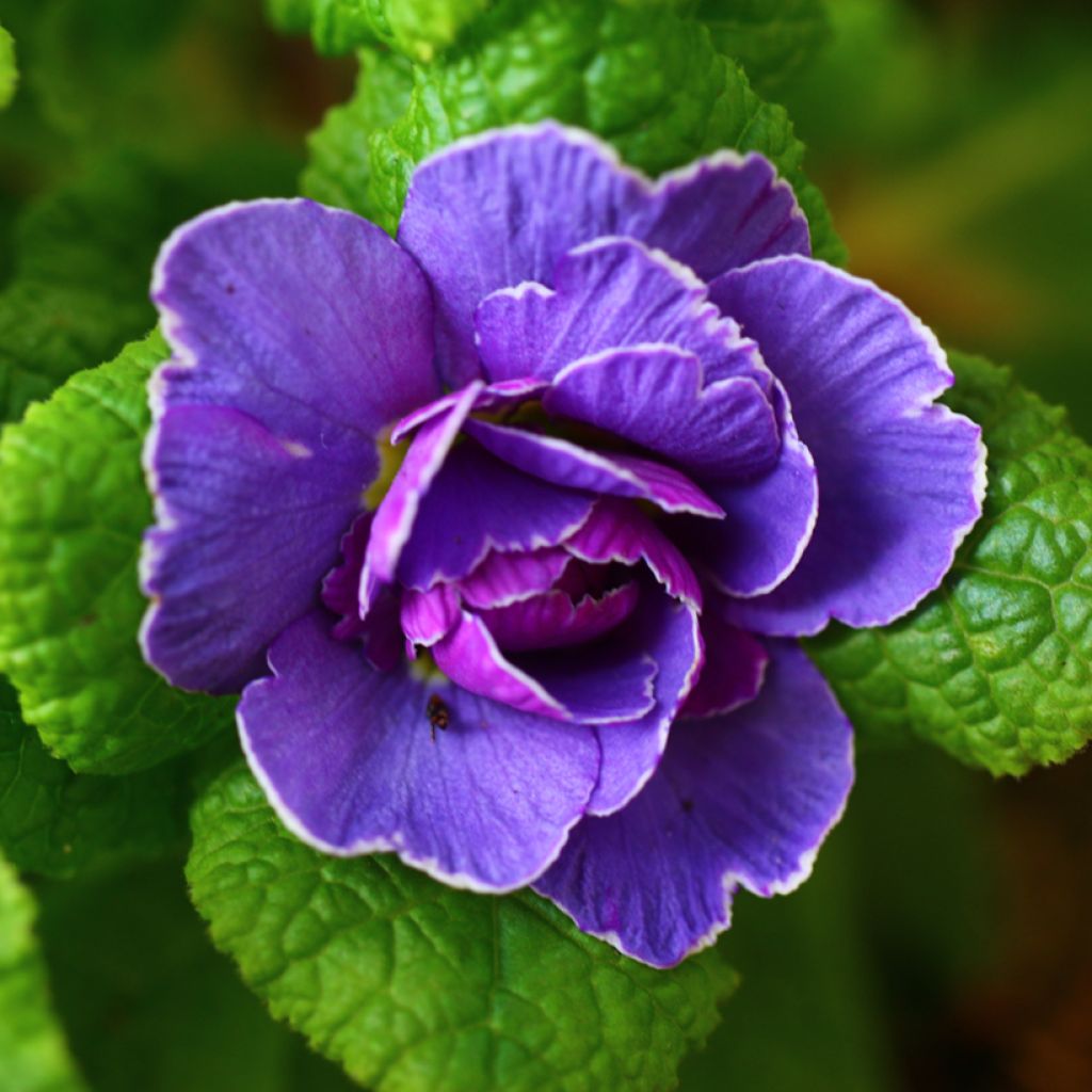 Primula Belarina Amethyst Ice