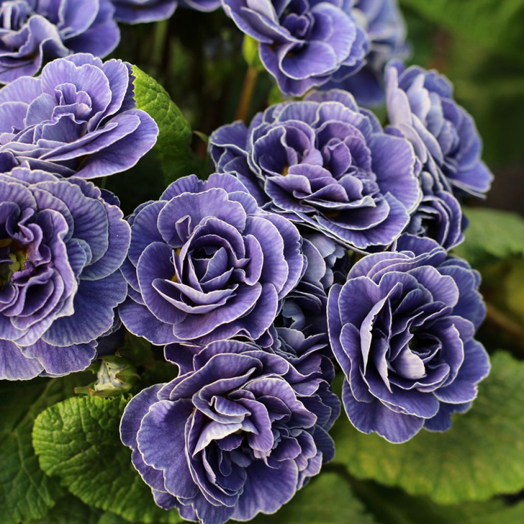 Primula Belarina Amethyst Ice