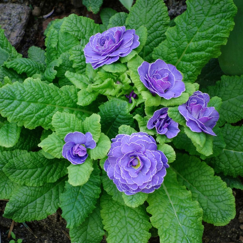 Primula Belarina Amethyst Ice