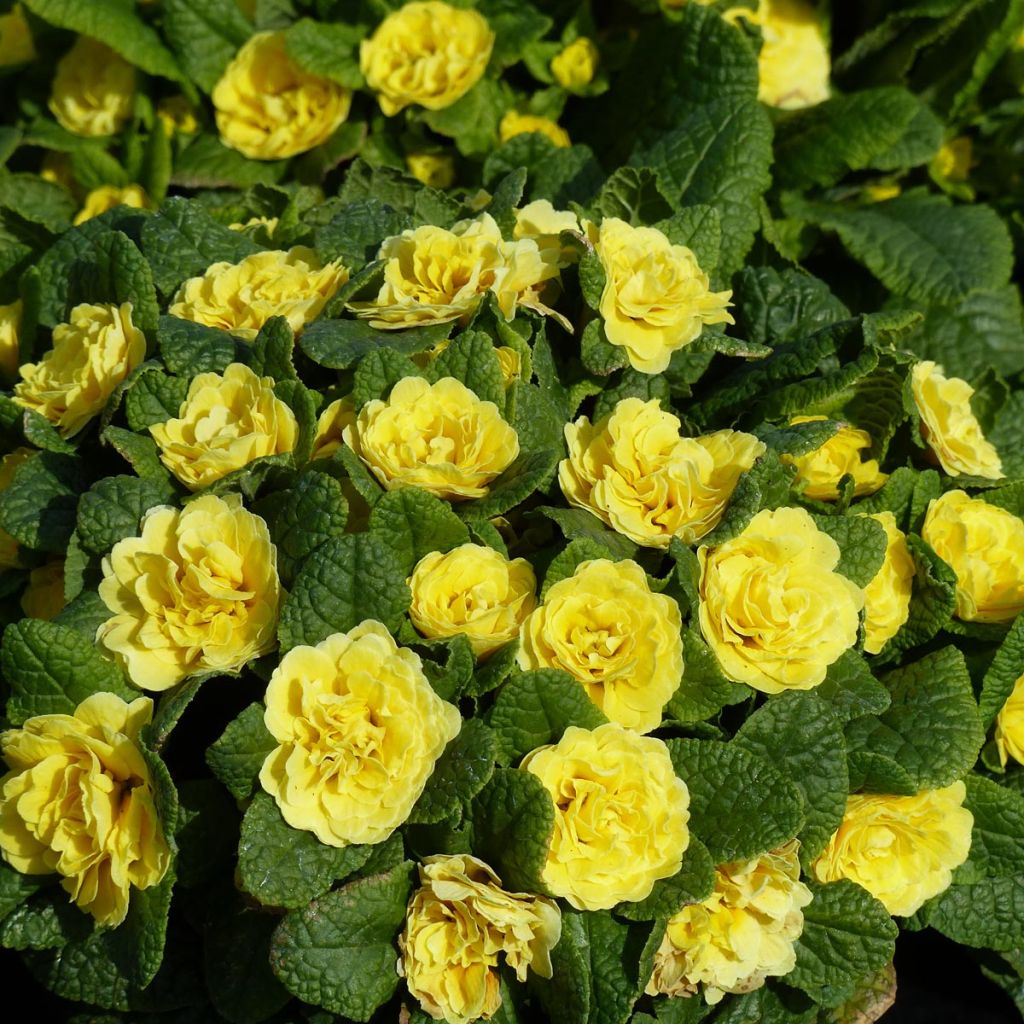 Primevère double Belarina Buttercup Yellow - Primula vulgaris