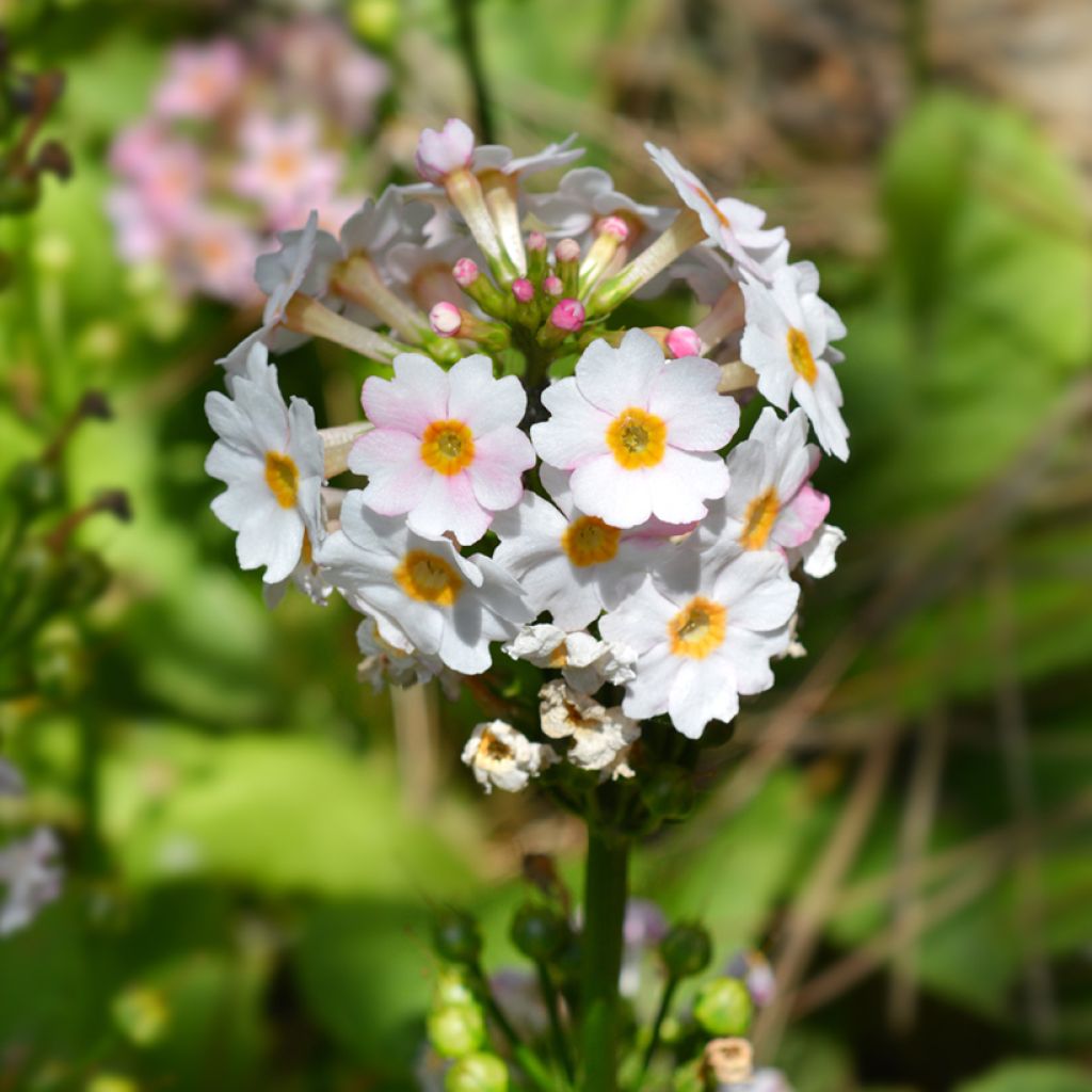 Primula japonica Apple Blossom - Primula giapponese