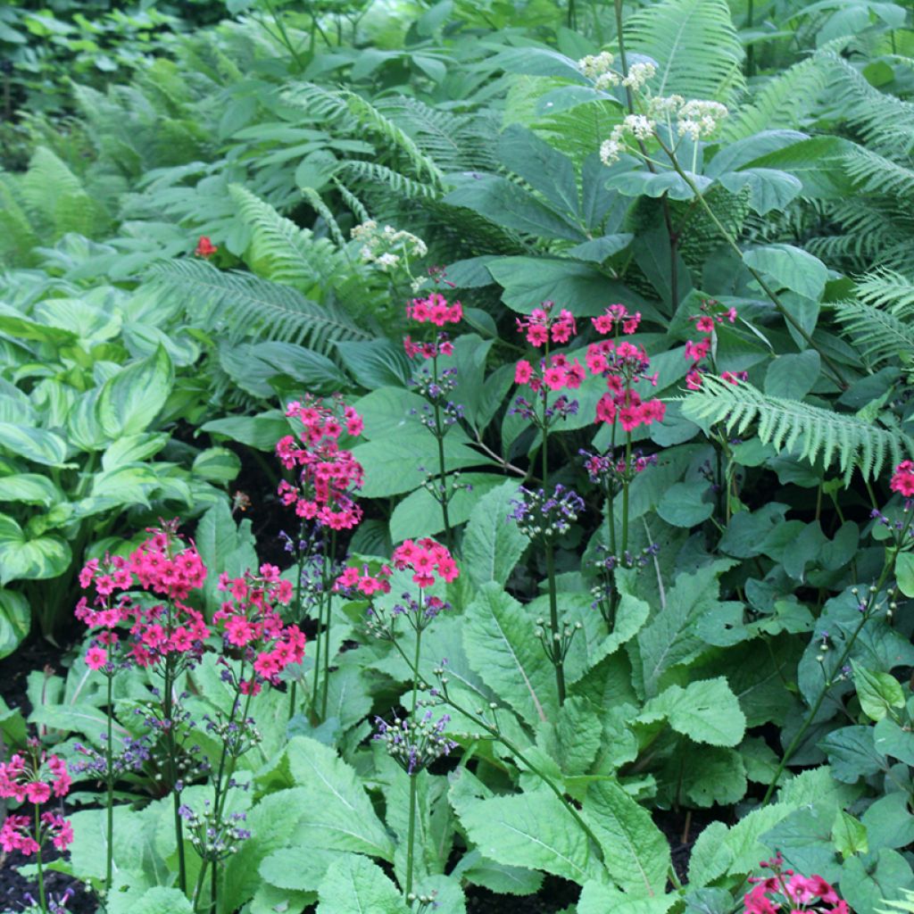 Primula japonica Millers Crimson - Primula giapponese