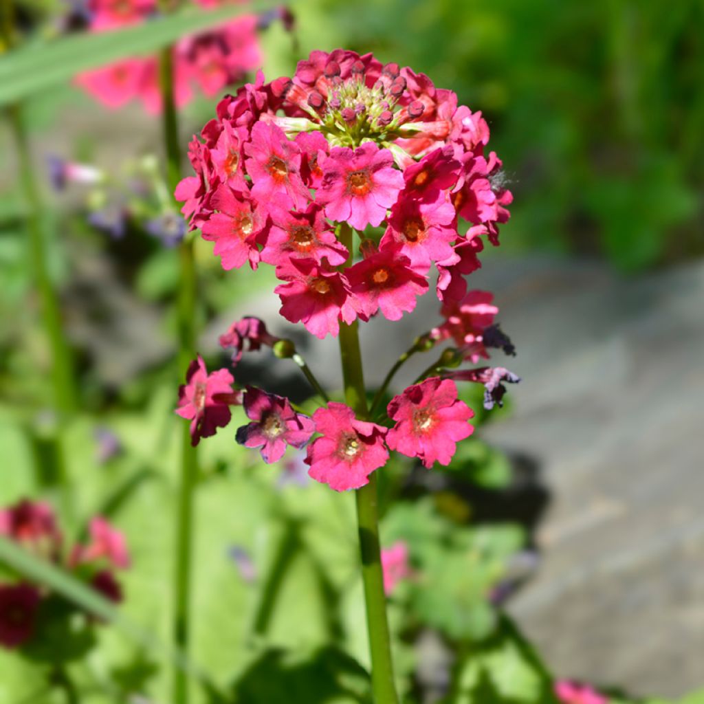 Primula japonica Millers Crimson - Primula giapponese