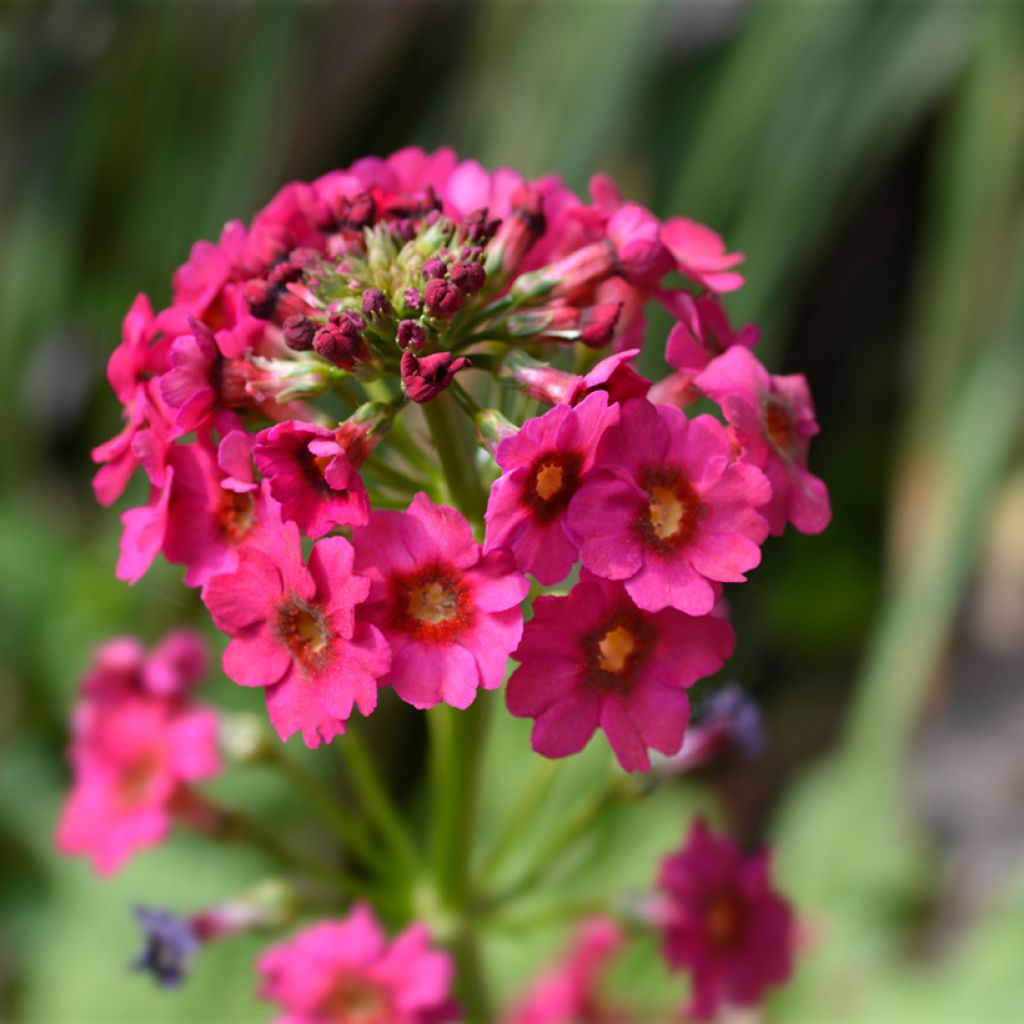 Primula japonica Millers Crimson - Primula giapponese