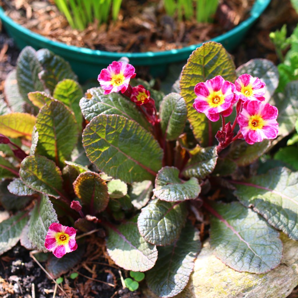 Primula polyanthus Dark Rosaleen