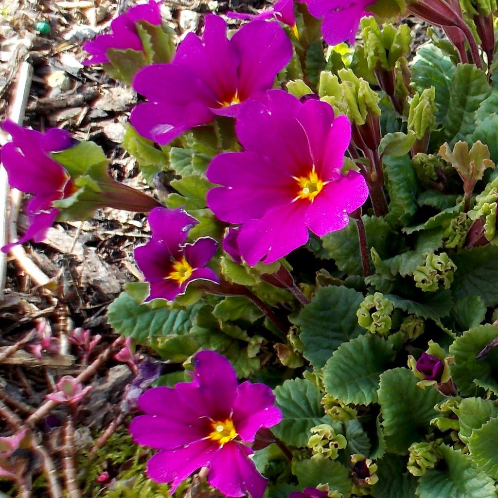 Primula juliae Wanda