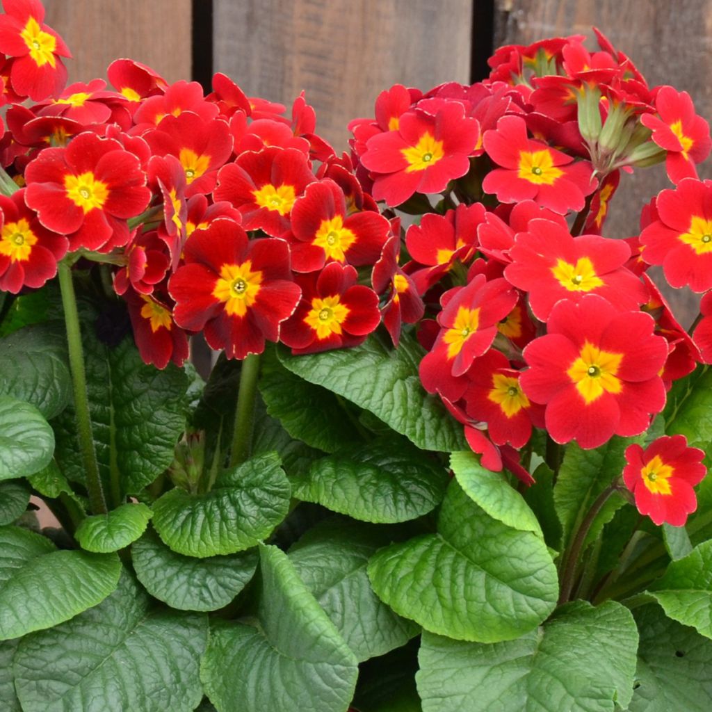 Primevère - Primula elatior Colibri Red Shades