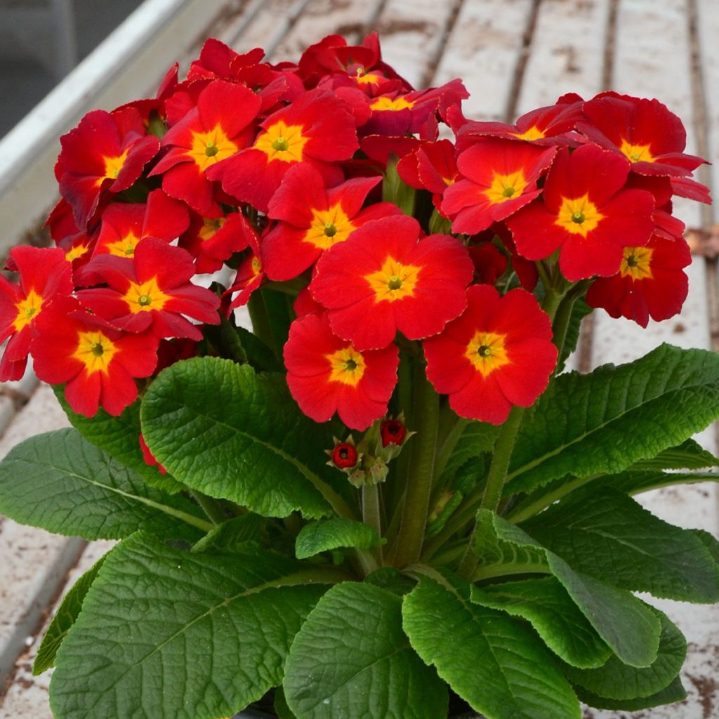 Primevère - Primula elatior Colibri Red Shades