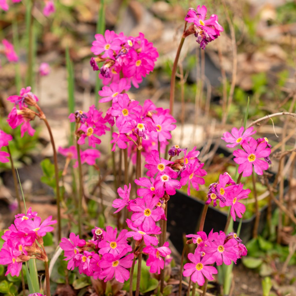 Primula rosea Grandiflora