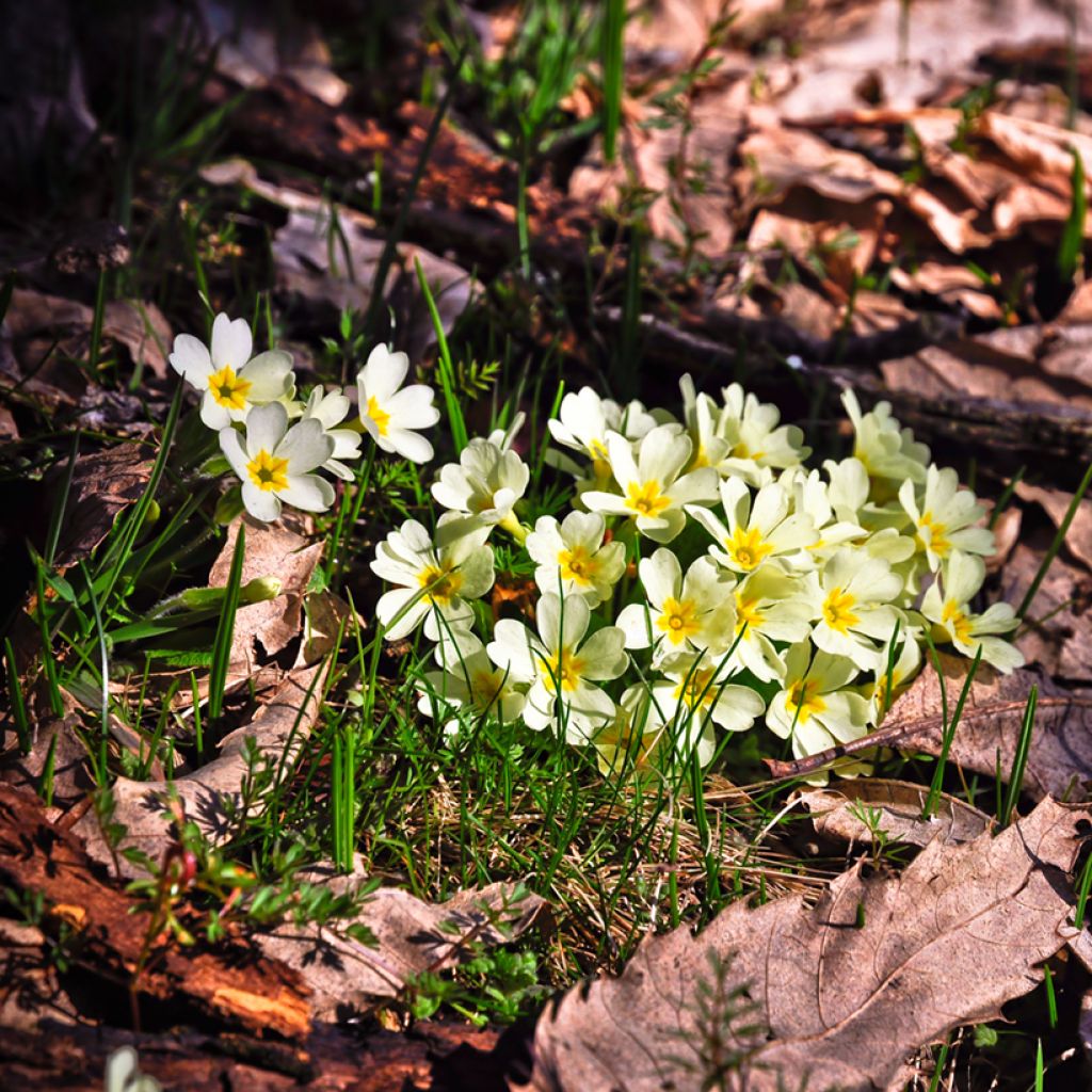 Primula vulgaris - Primula comune