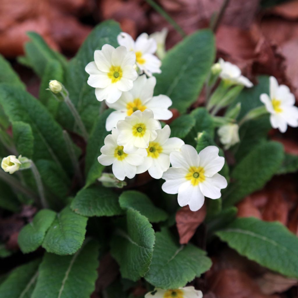 Primula vulgaris - Primula comune