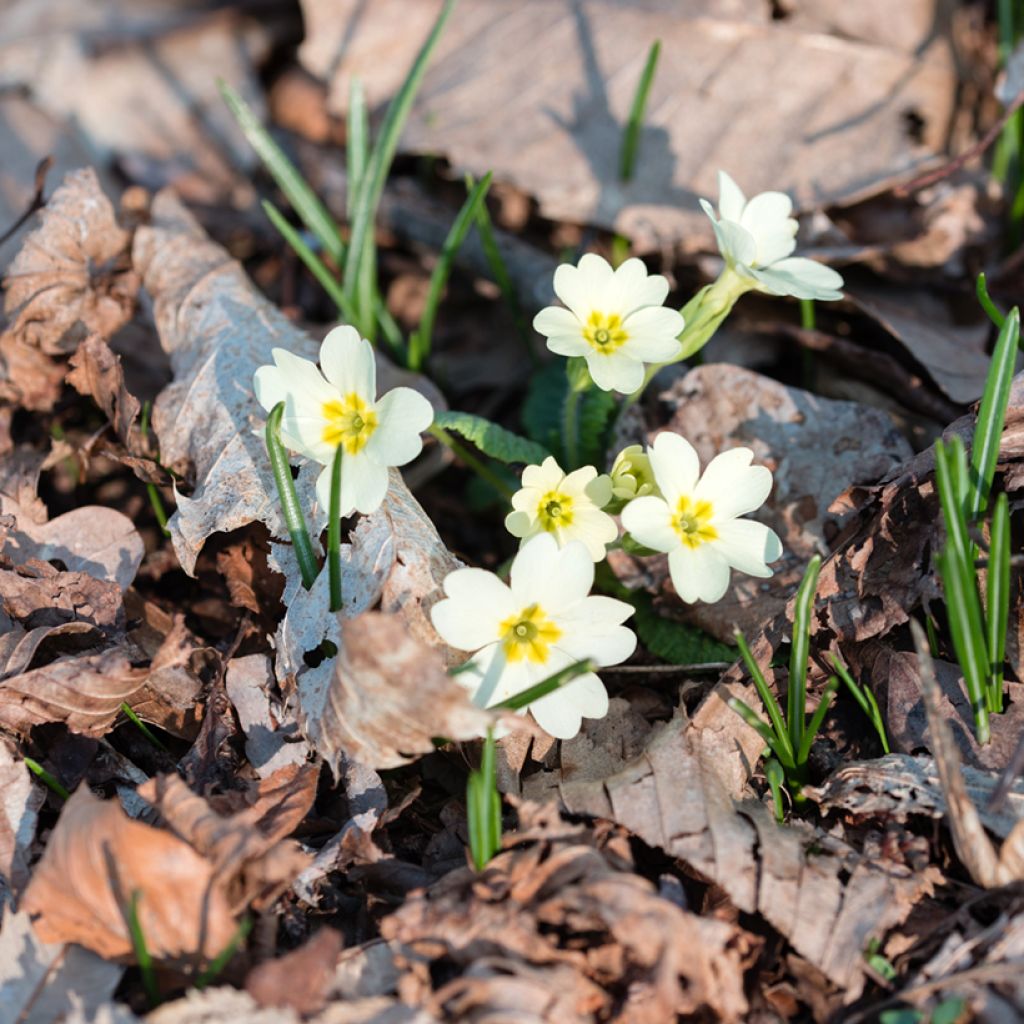 Primula vulgaris - Primula comune