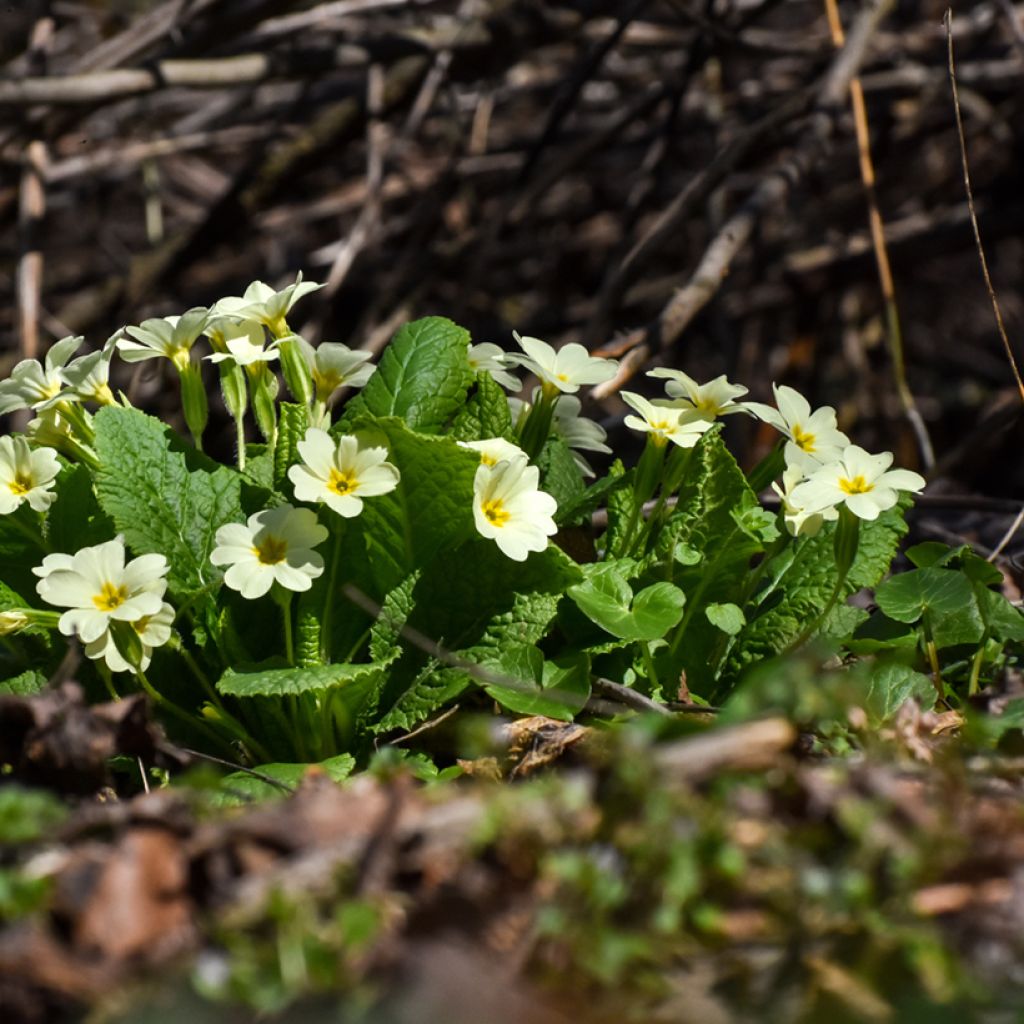 Primula vulgaris - Primula comune