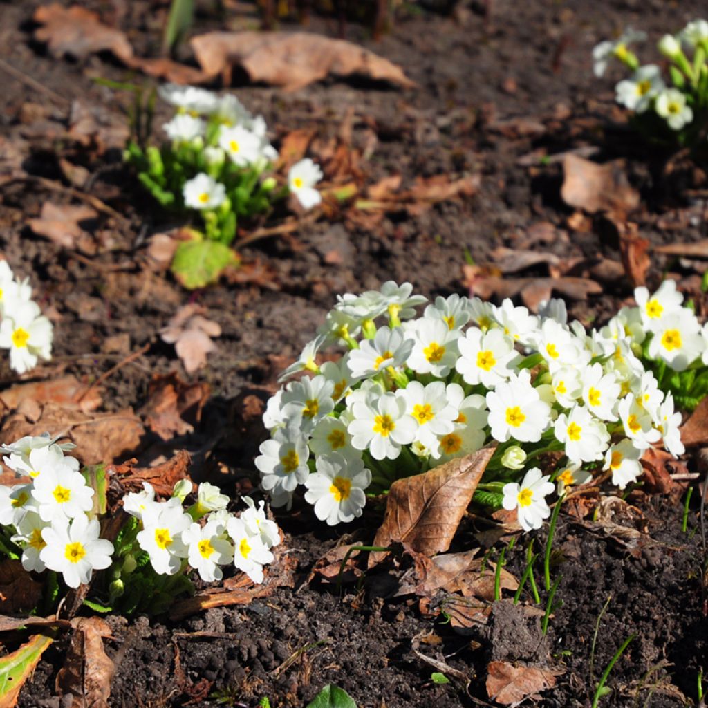 Primula vulgaris - Primula comune