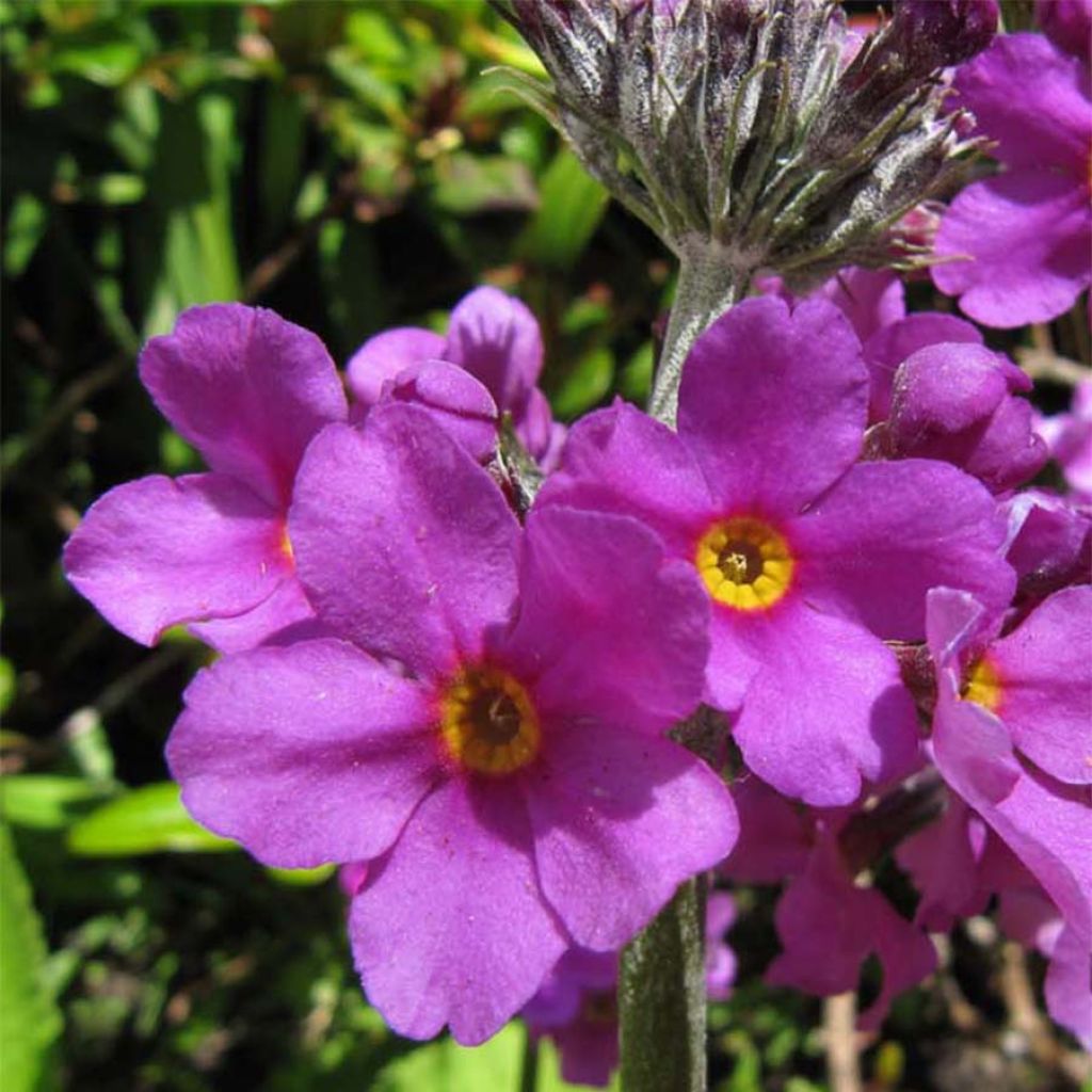 Primula beesiana