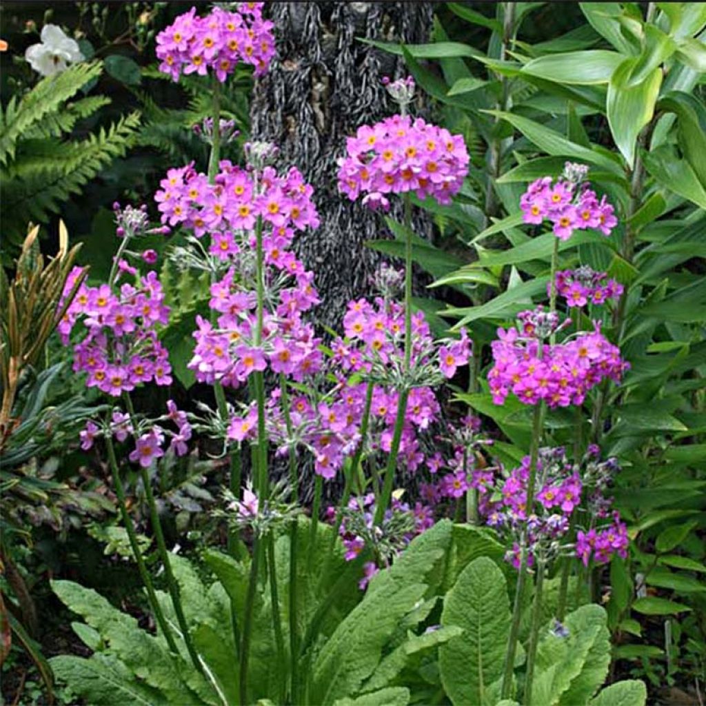 Primula beesiana