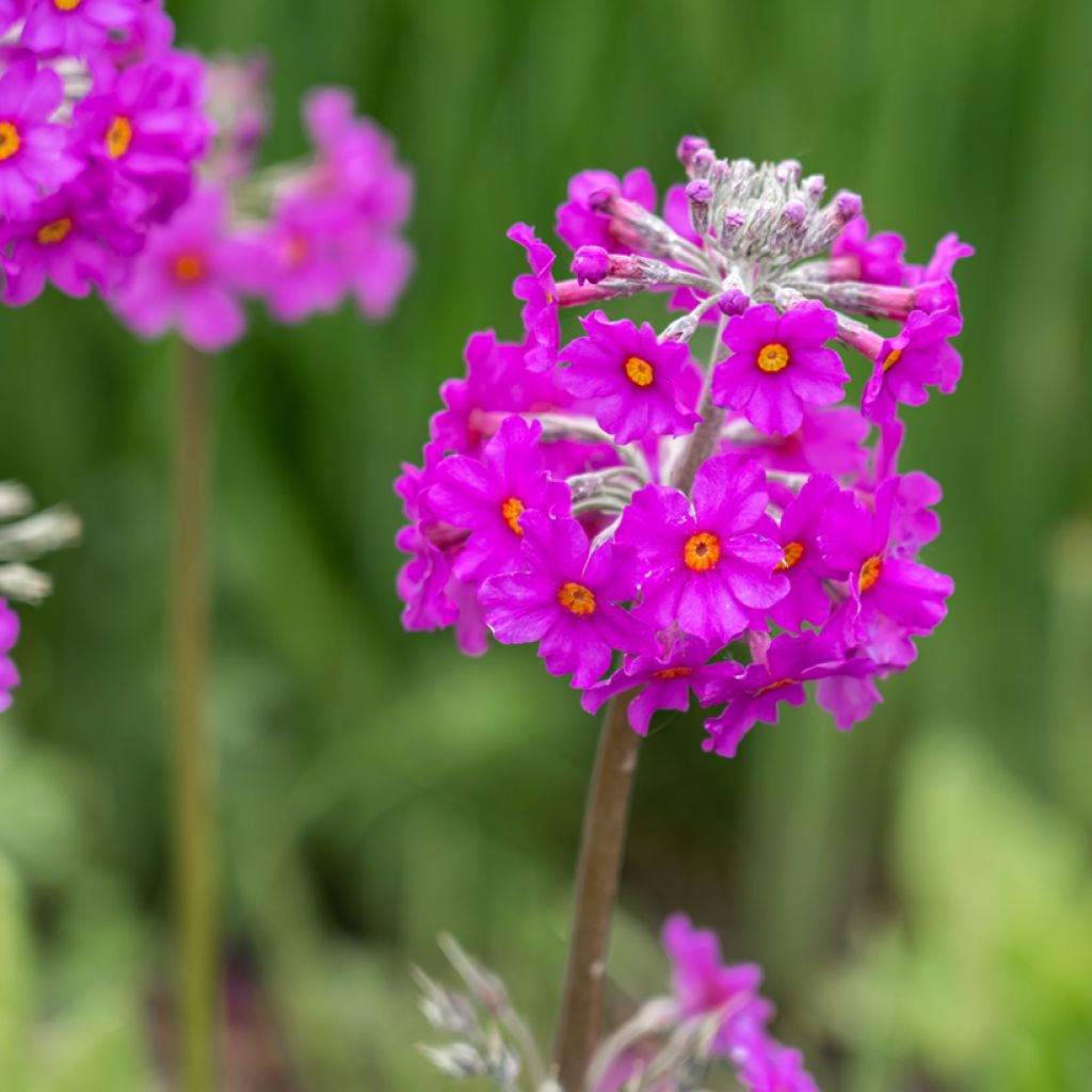 Primula beesiana