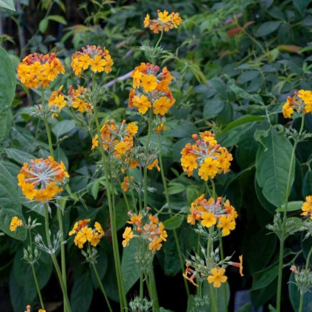 Primula bulleyana