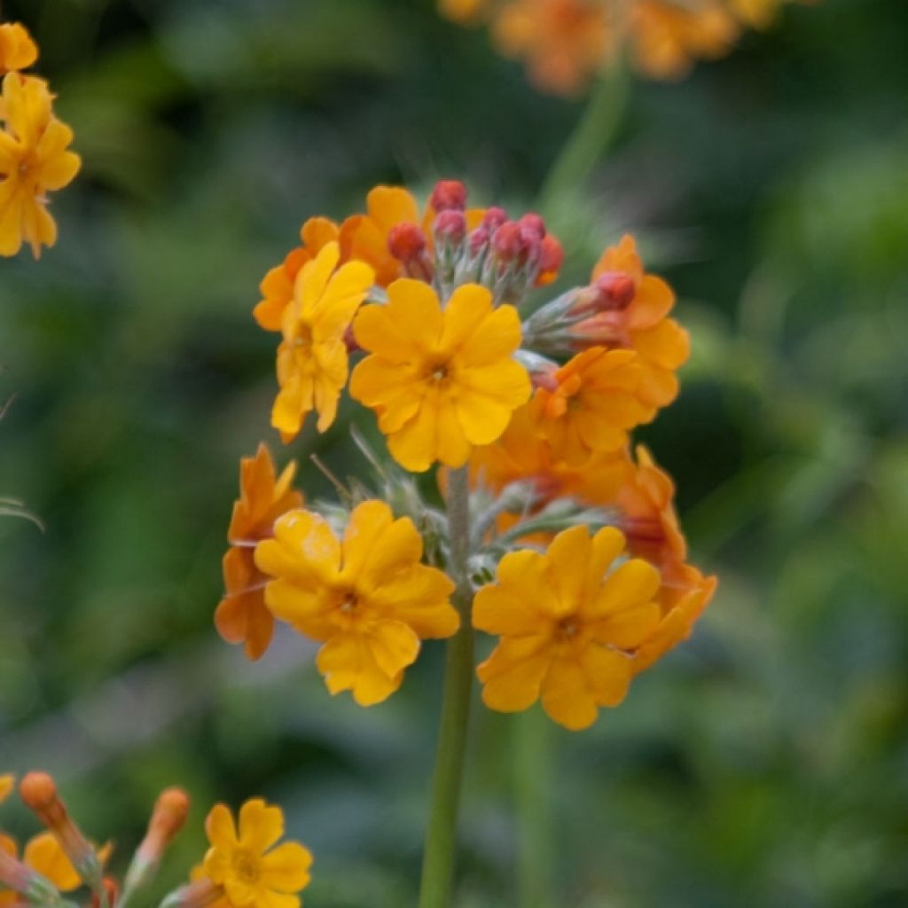 Primula bulleyana