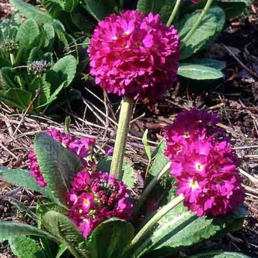 Primula denticulata Rubin